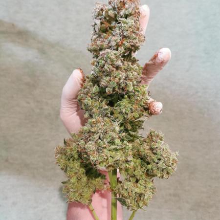 Eternity Grow Cup 2025 Runtz Auto