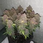 Banana Purple Punch Auto - FastBuds