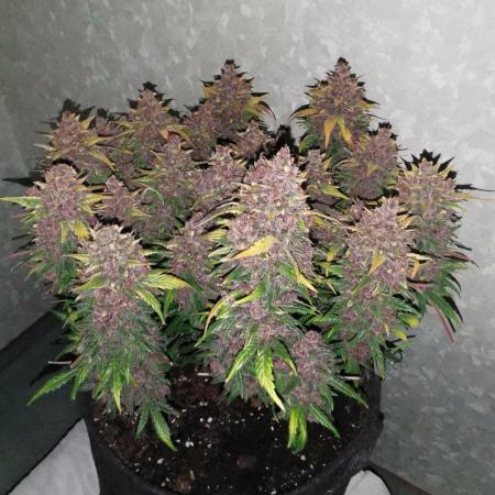 Banana Purple Punch Auto - FastBuds