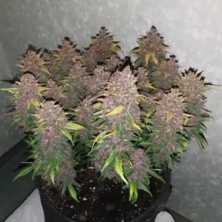 Banana Purple Punch Auto - FastBuds