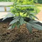 Sour Jealousy Auto Outdoor Grow