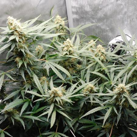 Seedsman Amnesia Auto #1