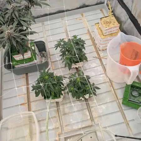 Auto Fractal - Divine Seeds MEGA CUPPPPP