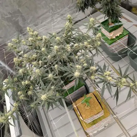 Permanent Jealousy Extract Grow