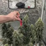 Auto Banana Blaze the only Muscle