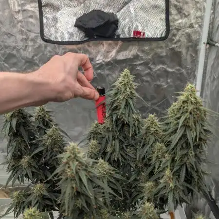 Auto Banana Blaze the only Muscle