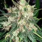 Auto Fractal - Divine Seeds MEGA CUPPPPP
