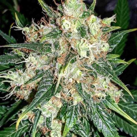 Auto Fractal - Divine Seeds MEGA CUPPPPP