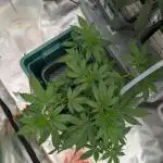 Auto Banana Blaze the only Muscle