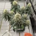 Auto Candy Bubatz - the Last of the Jedi