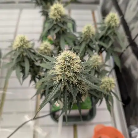 Auto Candy Bubatz - the Last of the Jedi