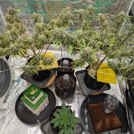 Forgotten Lemon Cookies - Sponsored by Organic Earth NL