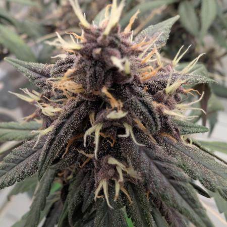 Black Cream Grow Off vs. cheddar_dawg