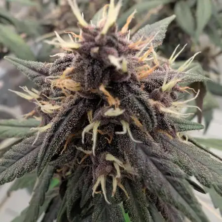 Black Cream Grow Off vs. cheddar_dawg