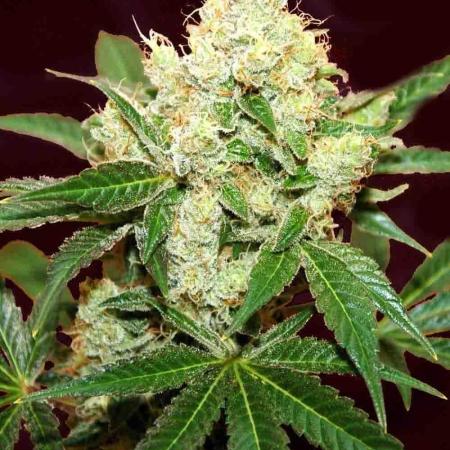 AUTO BIGGGG Demon- Divine Seeds Cup