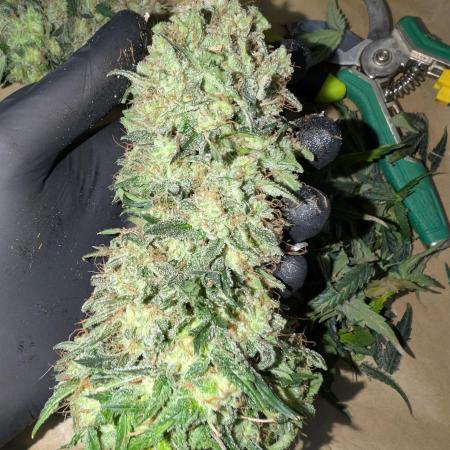 AUTO BIGGGG Demon- Divine Seeds Cup