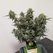 All Gas OG Auto by Humboldt