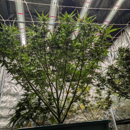 Tropicanna Poison XL Auto | Rockwool Cube Grow - YOU GOTTA LOVE IT