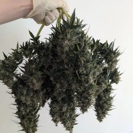 Auto Banana Blaze the only Muscle