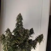 Auto Fractal - Divine Seeds MEGA CUPPPPP