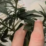 Auto Moon Rock - Divine Seeds Cup!!!!