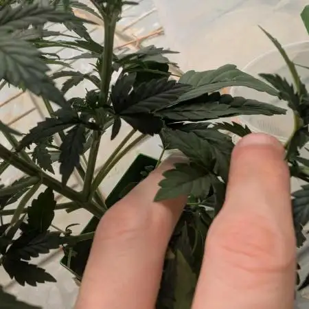Auto Moon Rock - Divine Seeds Cup!!!!