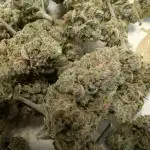 Forgotten Lemon Cookies - Sponsored by Organic Earth NL