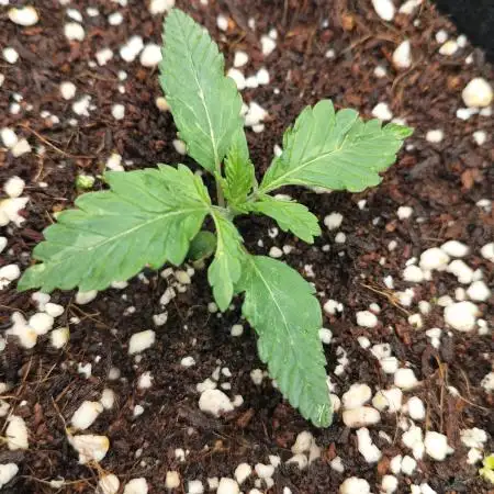 Serendipity Grow #1 - OG Orange