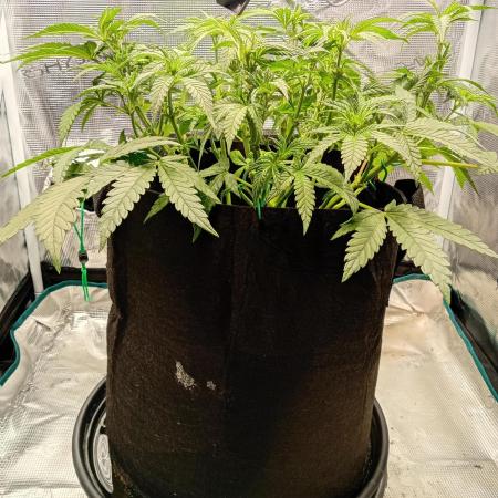 Serendipity Grow #1 - OG Orange