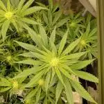 Serendipity Grow #1 - OG Orange