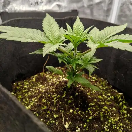 Serendipity Grow #1 - OG Orange