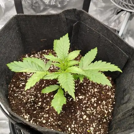 Serendipity Grow #1 - OG Orange
