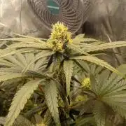 Serendipity Grow #1 - OG Orange