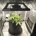 Serendipity Grow #1 - OG Orange