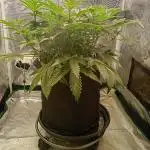 Serendipity Grow #1 - OG Orange