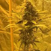 Lsd first grow