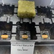 Astronaut Status#24 x Gary Satan