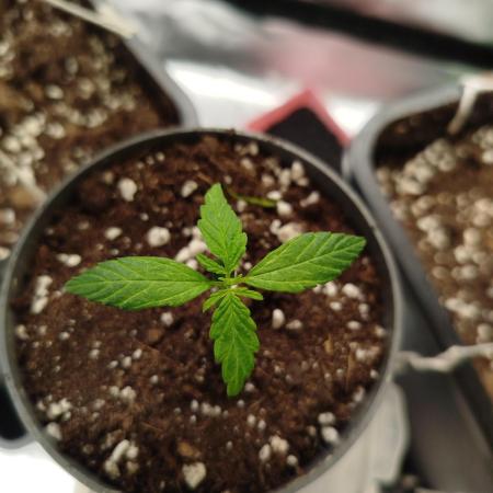 Gorilla Glue Auto🦍