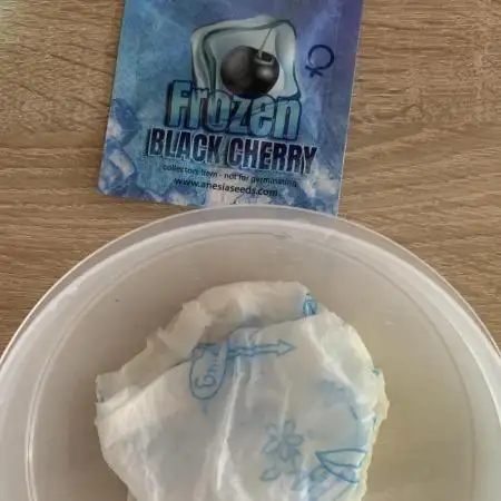 Black Cherry Ice Report
