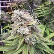 C5 Haze x Zkittlez x Cake  Flavor Run