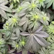 Grape Diamonds x Grandpas Cookies #6