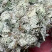 Operation Eyeballz from Start to End