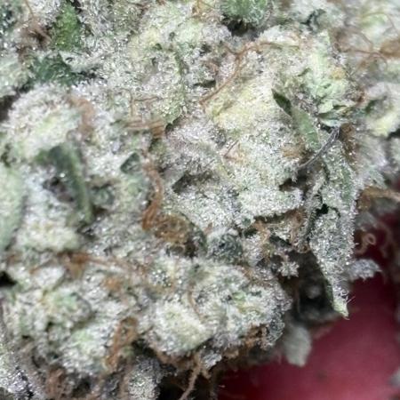 Operation Eyeballz from Start to End