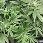Calypso Sunrocks Cultivation Notes