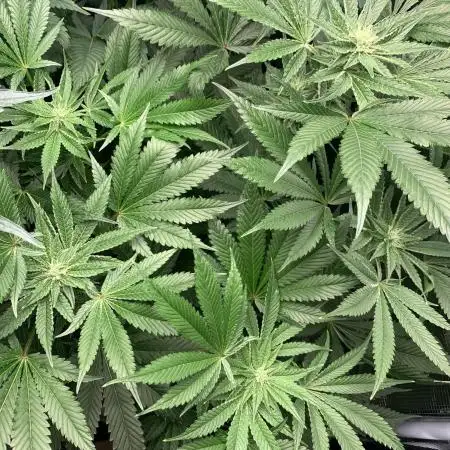 Calypso Sunrocks Cultivation Notes