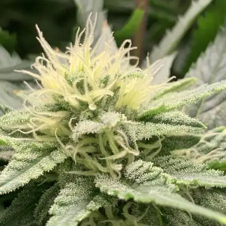 Super Sativa Cup Fast Strain A