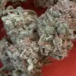SBR X B.Gum (Sugar Black Rose x Bubblegum) a Promo in the Spotlight