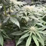 Lemon Cherry Royale – Grow Log