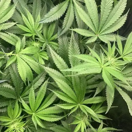 Calypso Sunrocks Cultivation Notes