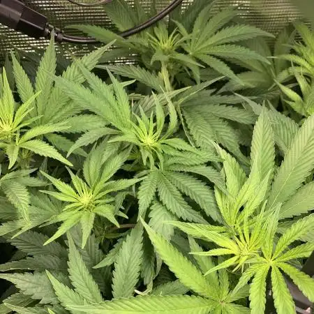 Super Sativa Cup Fast Strain A